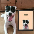 Custom One Pet Portrait - image 1