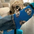 Customized Dog Socks -- Put Your Cute Dog on Custom Socks, Dog Lovers, Dog GIft, Cute Dog Personalized, Dog Gift Socks, Fathers Day Gift - image 3
