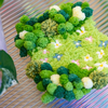 FLORAL GROVE - Moss Coaster Kit