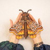 ATLAS MIDI MOTH - Wall Art 3D Puzzle Kit