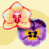 Petal Paradise Duo - Latch Hook Rug Bundle