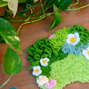 DAISY - Moss Coaster Kit