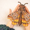 ATLAS MIDI MOTH - Wall Art 3D Puzzle Kit
