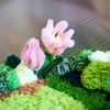 TULIP - Moss Coaster Kit
