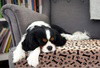 The Puppy Pad