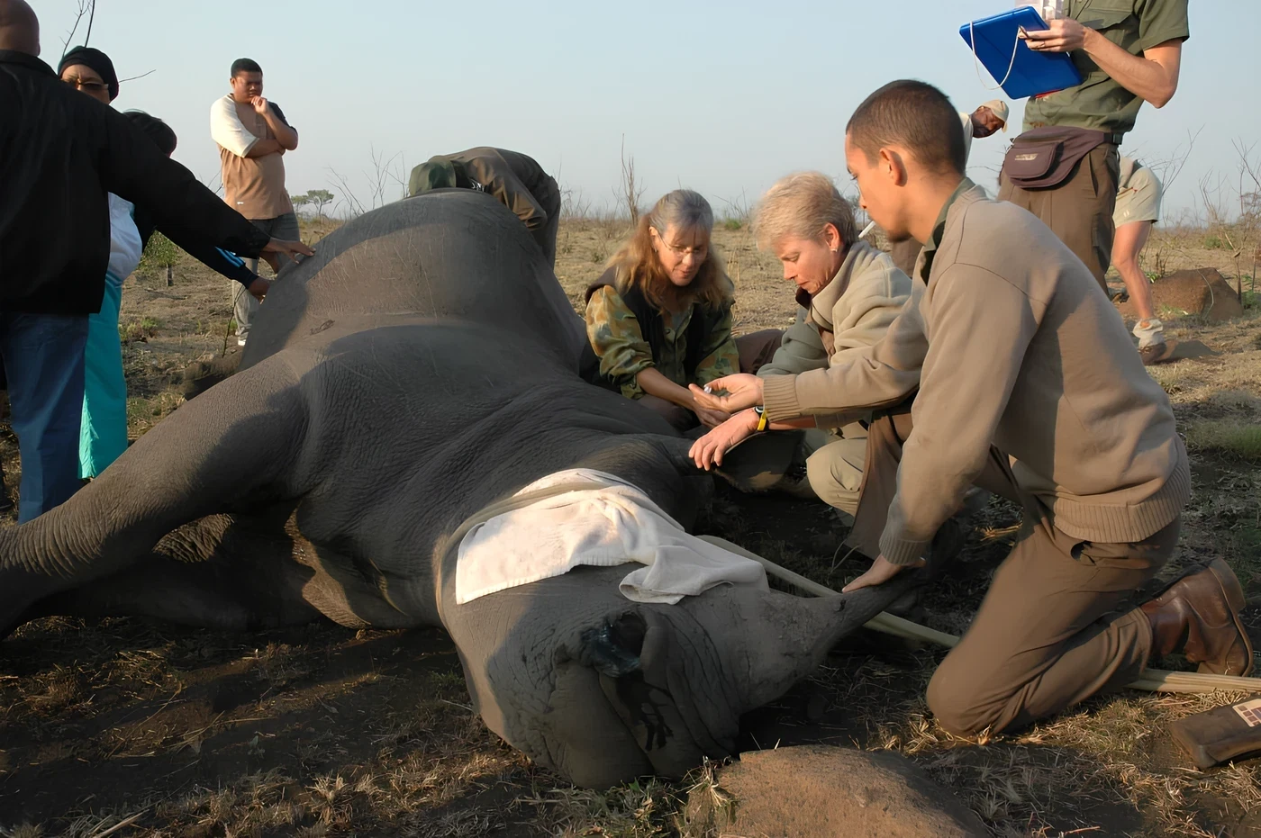 Conservation team caring for a rhino in the field