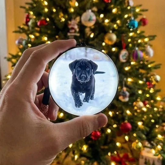 Hangs on the tree