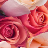 Flowerss