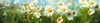 Flowerss