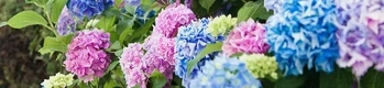 Flowerss