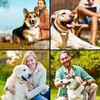 3x DoggoBark