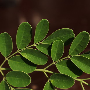 Moringa