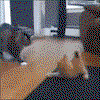 Testing Order