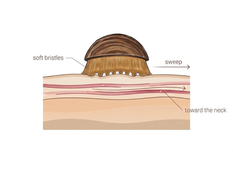 Soft bristles sweeping toward the neck