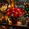 Radiant Ruby Poinsettia - BC ID: 497
