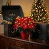 Radiant Ruby Poinsettia - BC ID: 497
