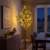 Olive Oasis Tree - BC ID: 592