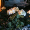 Fairy Hydrangea Lights - BC ID: 347
