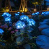 Fairy Hydrangea Lights - BC ID: 347