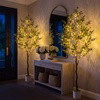 Olive Oasis Tree - BC ID: 592