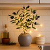 Fairy Light Olive Branch - BC ID: 255