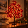 Radiant Ruby Maple Tree - BC ID: 1107