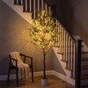 Olive Oasis Tree - BC ID: 592