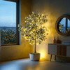 Olive Oasis Tree - BC ID: 592