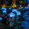 Fairy Hydrangea Lights - BC ID: 347