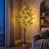 Olive Oasis Tree - BC ID: 592