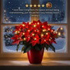 Radiant Ruby Poinsettia - BC ID: 497