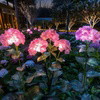 Fairy Hydrangea Lights - BC ID: 347