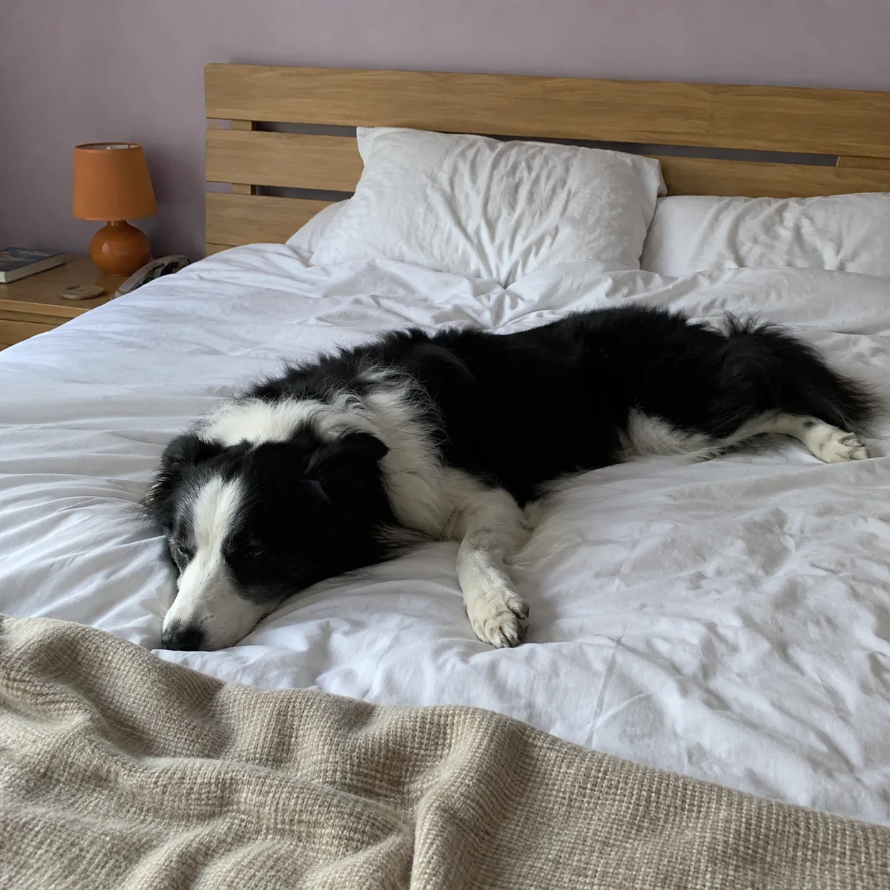 Dog resting on a bed made with Velin sheets