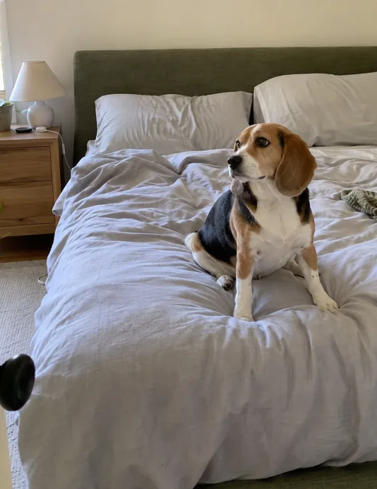 Dog resting on a bed made with Velin sheets