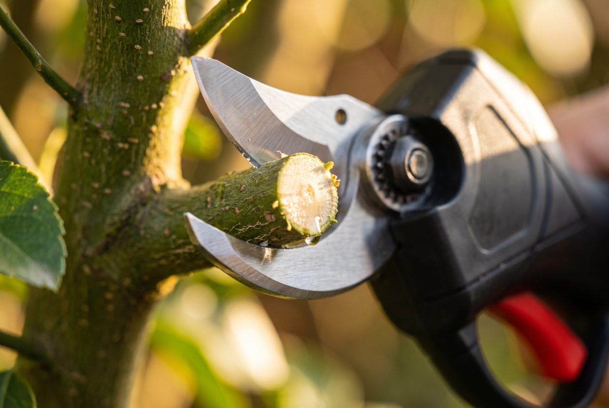 Close-up of the WOODRANGER Power Shears making a fast, clean cut