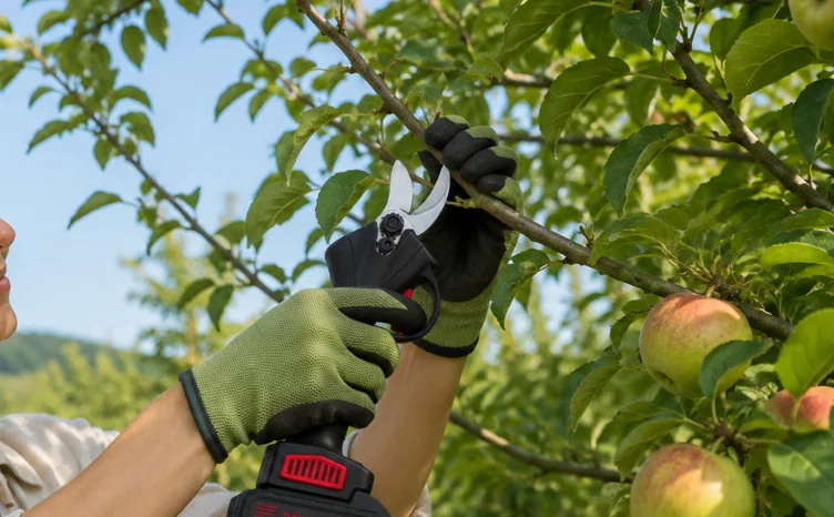 Pruning a fruit tree branch