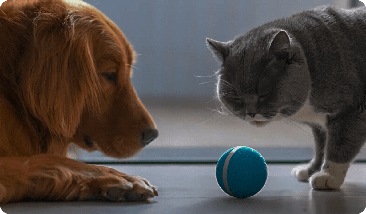 Pet Ball
