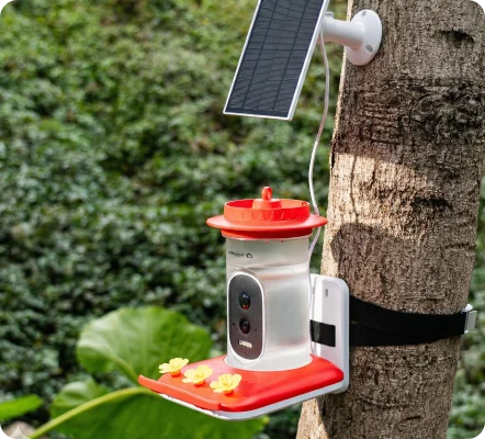 Smart Camera Feeder