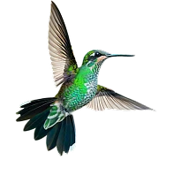 Hummingbird